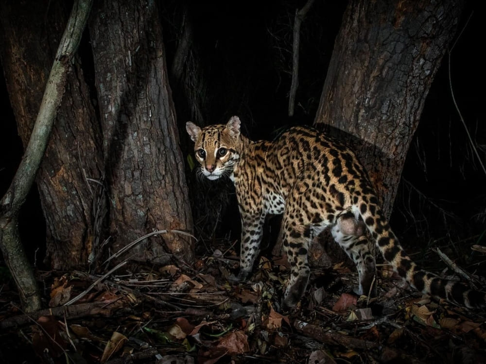 Ocelot du Pantanal
