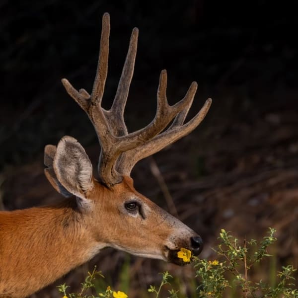 Cerf des marais Pantanal
