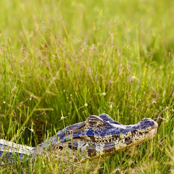 Caiman du Pantanal