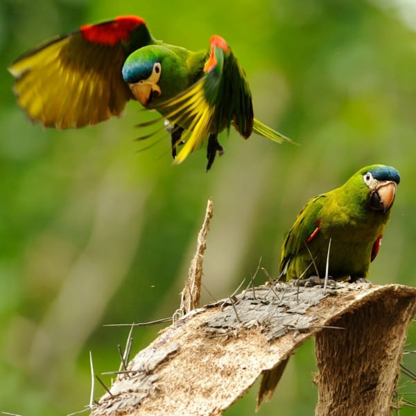 Ara vert du Pantanal