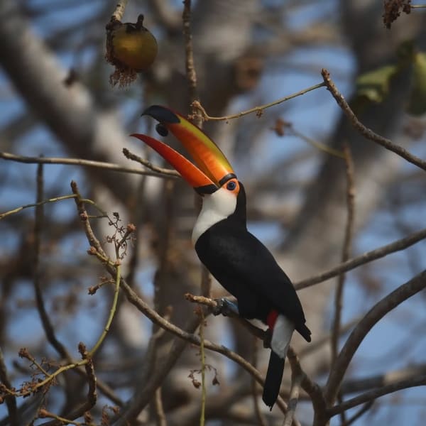 Toco Toucan Pantanal