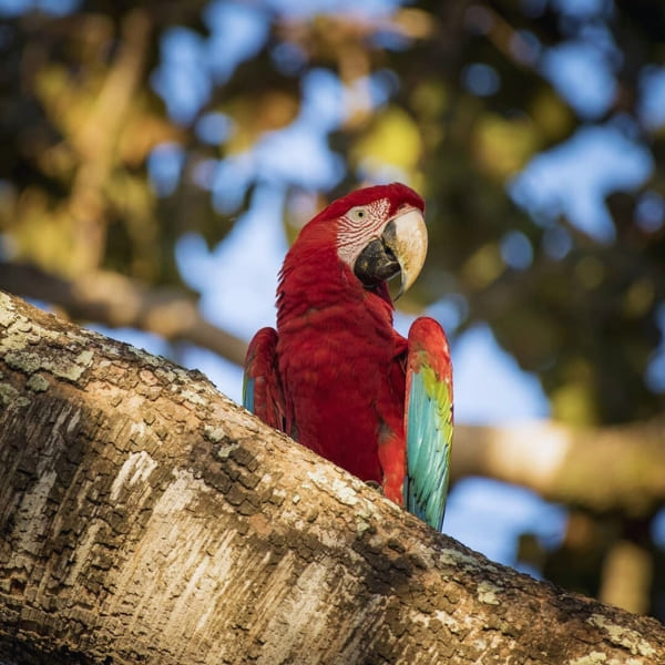 Ara rouge et vert du Pantanal