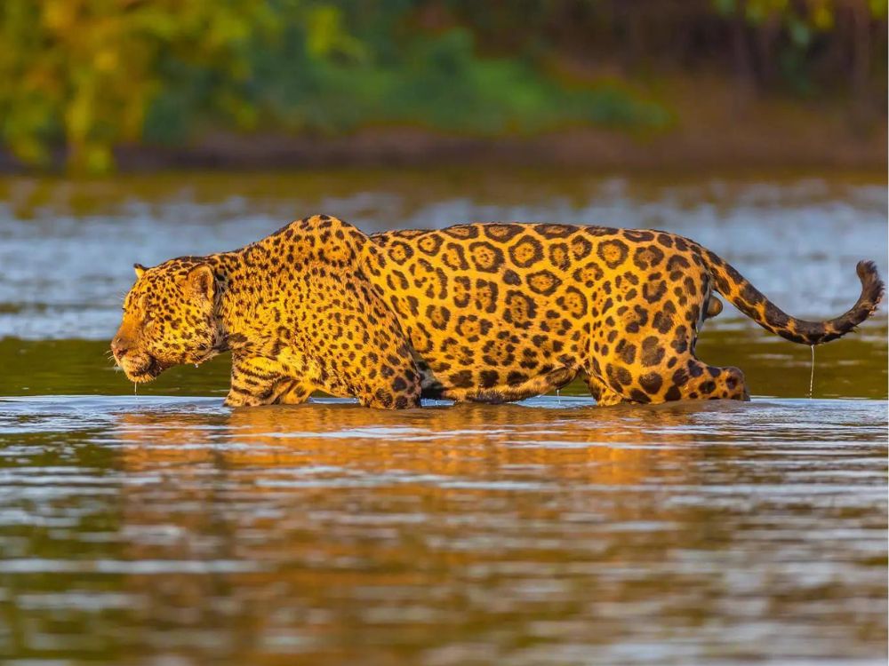Quel est le meilleur endroit pour voir des jaguars dans le Pantanal ?