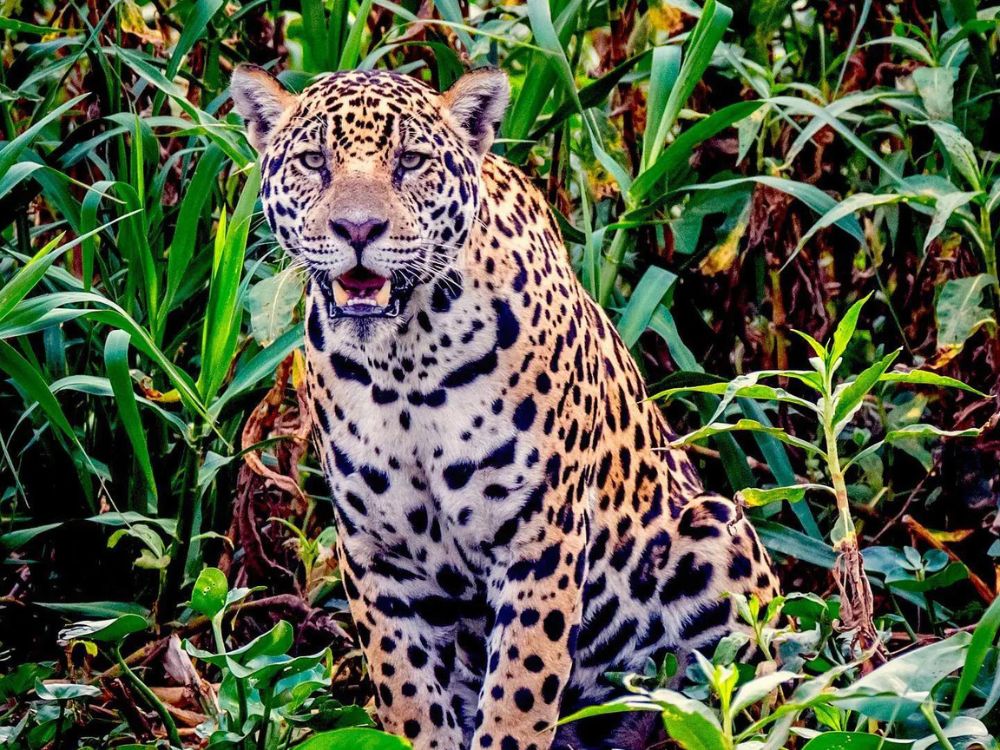 Un Jaguar tacheté est assis parmi la végétation verte du Pantanal au Brésil.