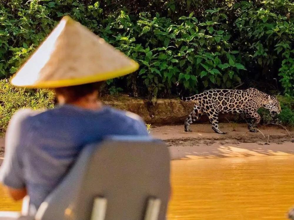 Un touriste lors d’un safari en bateau observe un Jaguar marchant le long de la rive d’une rivière dans le Pantanal.