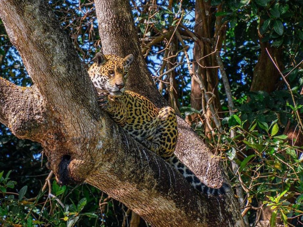 Un grand Jaguar du Pantanal se repose confortablement sur une épaisse branche d’arbre.
