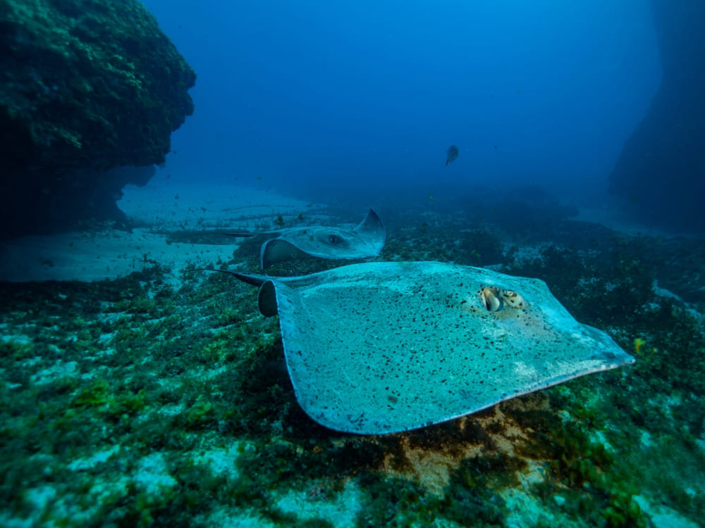 Advanced Adventurer Diving Course in Fernando de Noronha