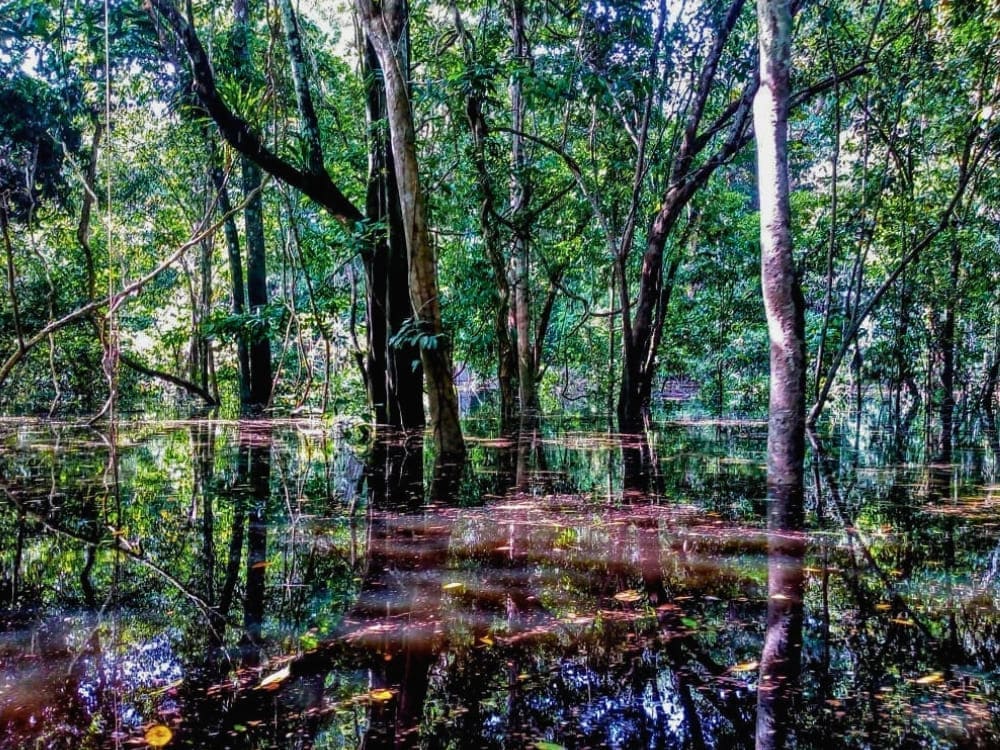 Bomen van het Amazoneregenwoud weerspiegeld in het donkere kalme water van een overstroomd bos tijdens het regenseizoen.