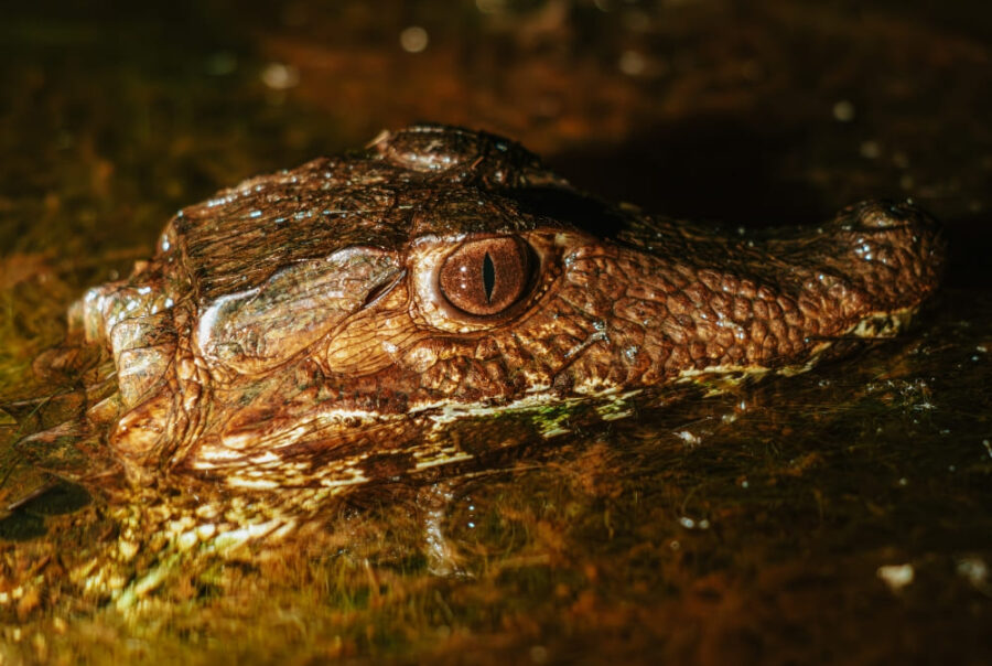 Caimans - Brazil Wildlife Tours