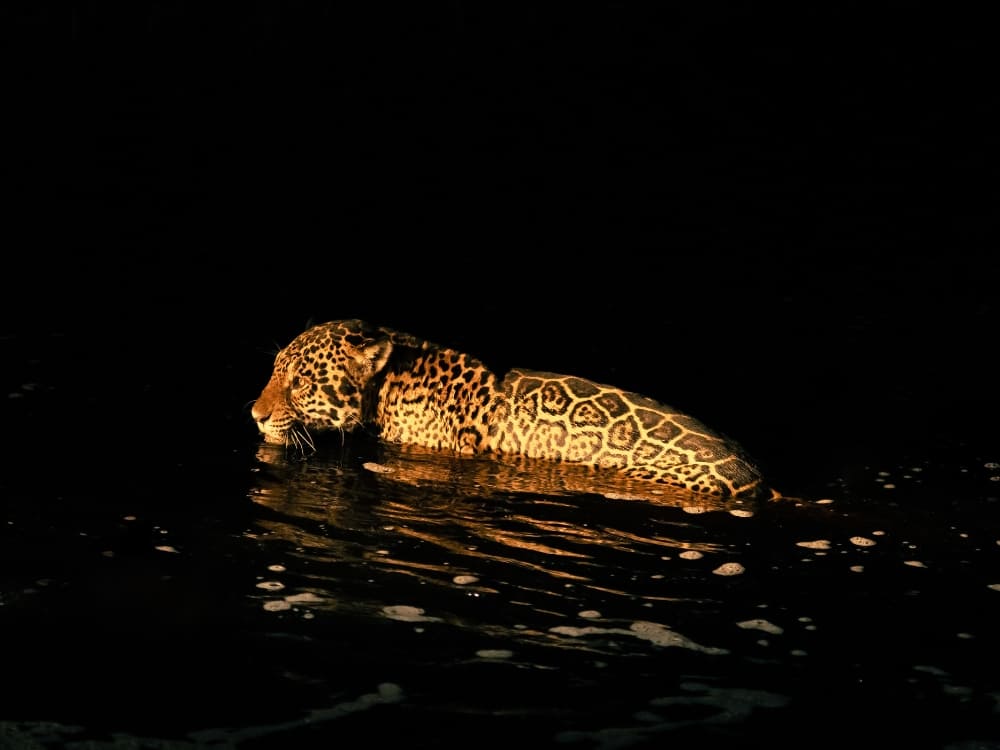 Un Jaguar traverse à la nage une rivière sombre de nuit dans le Pantanal, au Brésil.