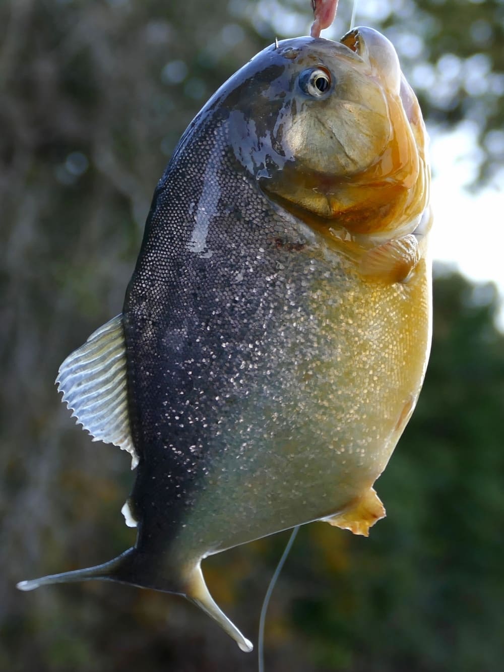 Eine Nahaufnahme eines Piranhas, die seine Schuppen und Form zeigt, ein berühmter Teil der Pantanal-Fauna.