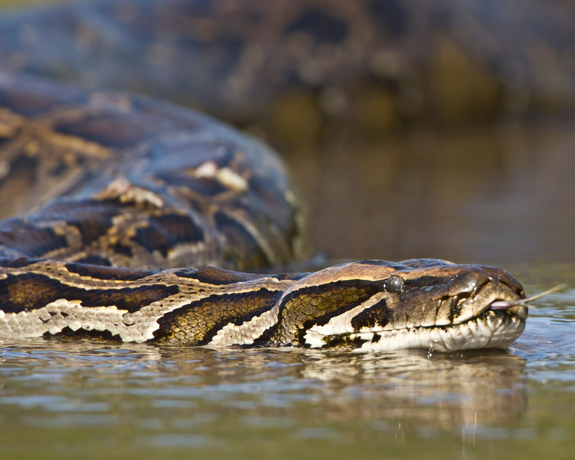 15 Unglaubliche Pantanal Tiere und ihre Tierwelt