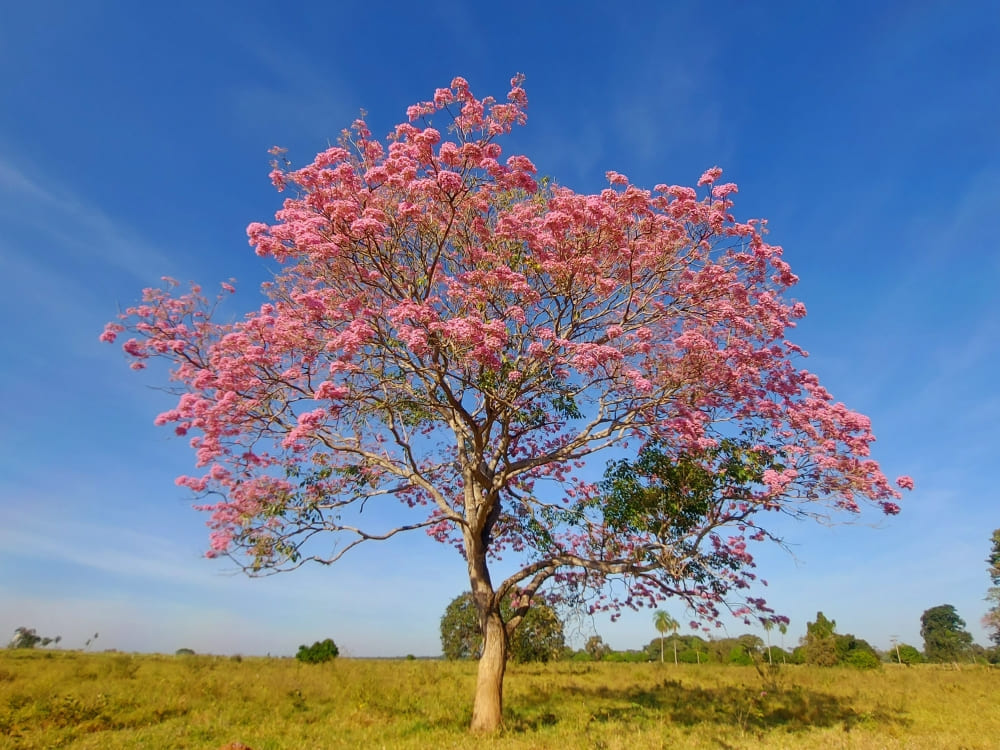 Ein großer rosafarbener Ipê-Baum steht in voller Blüte auf einem Feld und unterstreicht die Schönheit der Pantanal-Flora.