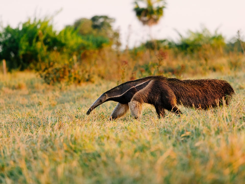 Ein Großer Ameisenbär läuft über die grasbewachsene Savanne, ein Highlight bei Sichtungen des Großen Ameisenbären in der Pantanal-Region.