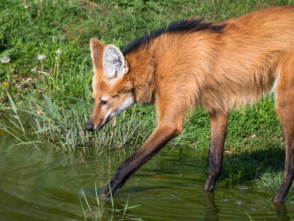 Ein Mähnenwolf mit langen Beinen schreitet vorsichtig durch flaches, grünes Wasser.