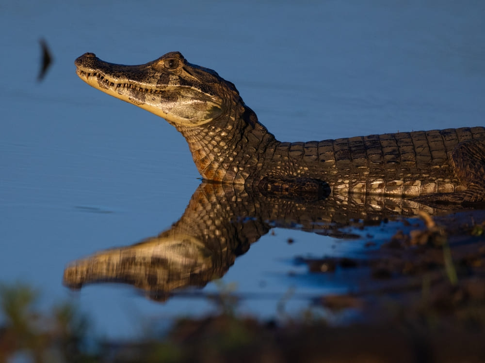 Der Kopf eines Yacare-Kaimans taucht aus dem blauen Wasser auf, ein häufiger Anblick in der Tierwelt des Pantanal.