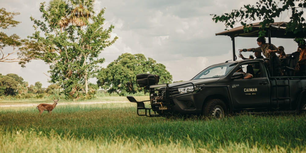 Touristen in einem offenen Safarifahrzeug beobachten während eines Pantanal-Ausflugs in der Ferne einen Hirsch.