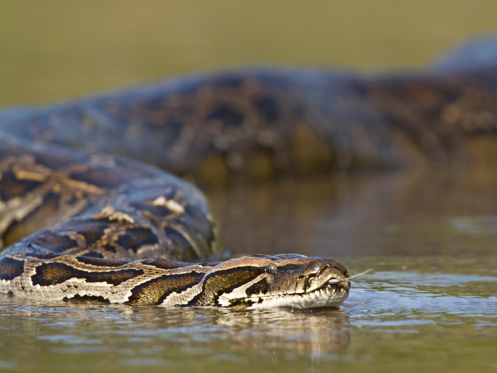 Der Kopf einer massiven Anakonda gleitet knapp über die Wasseroberfläche in den Sumpfgebieten.