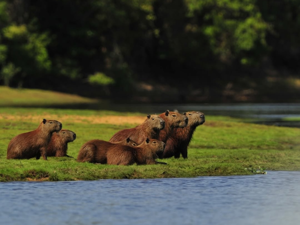 Eine Gruppe von Wasserschweinen ruht auf einer grasbewachsenen Uferbank und zeigt die soziale Natur dieser Pantanal Tiere.