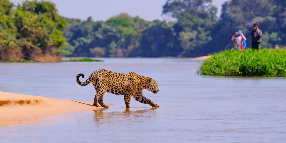 Ein Jaguar spaziert während einer Pantanal-Tour an einem sandigen Flussufer direkt am Wasser entlang.