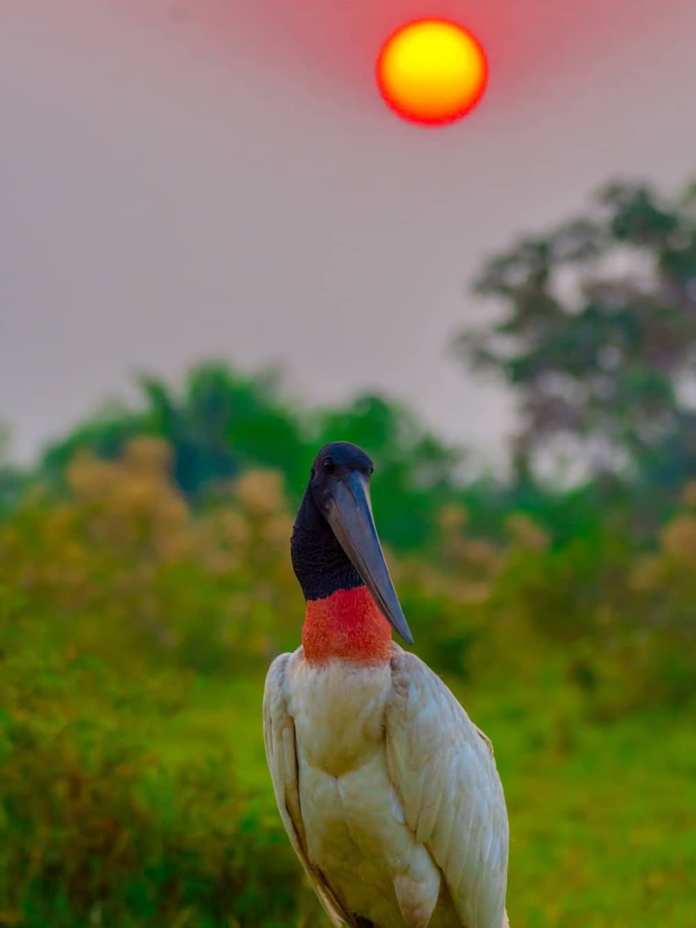 Ein majestätischer Jabiru-Storch präsentiert seinen schwarzen Hals und den roten Kehlsack vor einem grünen Hintergrund.