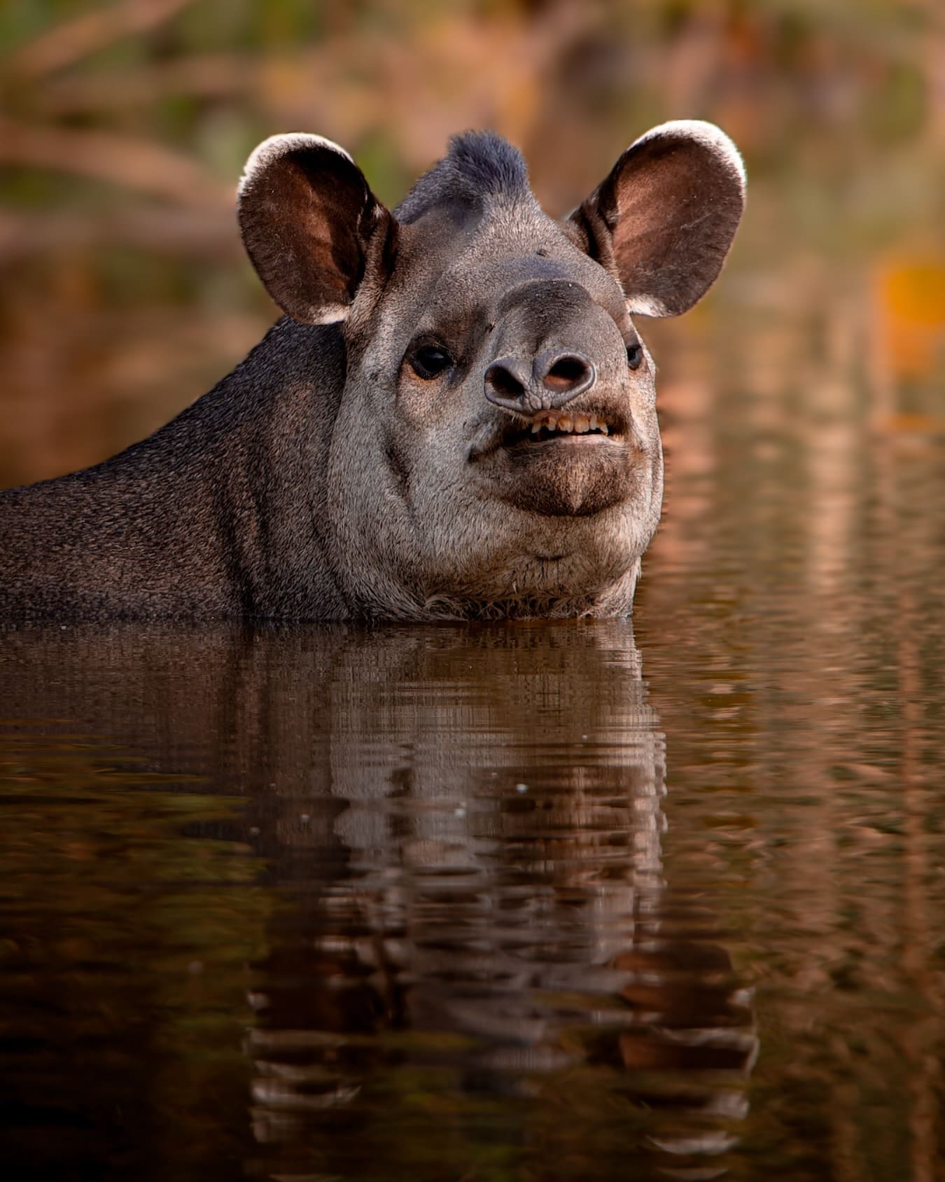 Ein Flachlandtapir hält seinen Kopf über Wasser, während er in einem Fluss schwimmt.