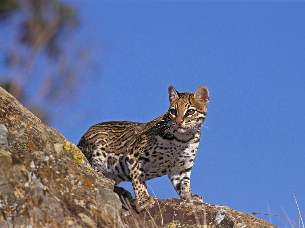 Ein Ozelot steht auf einem Felsvorsprung vor einem blauen Himmel und beobachtet seine Umgebung.