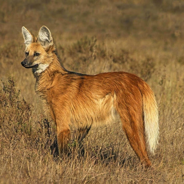 Maned wolf