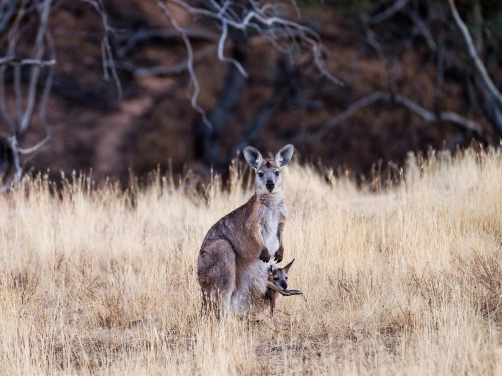 Arkaba (Flinders Rangers, South Australia)
