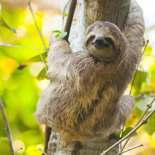 Lapa Rios (Osa Peninsula, Costa Rica)