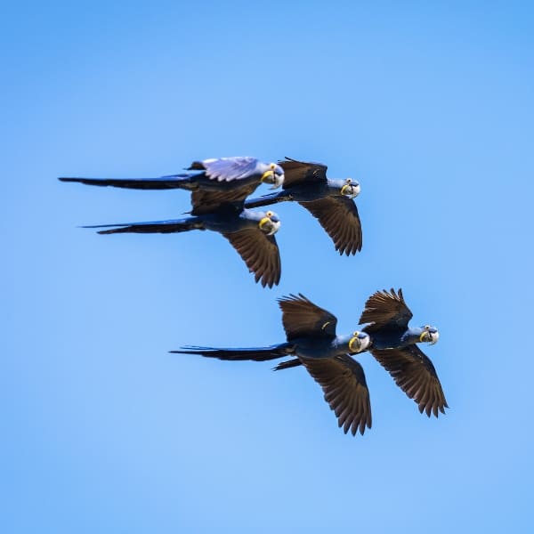Drie blauwe ara's vliegen samen in een heldere lucht tijdens een vogelkijktour in de Pantanal.