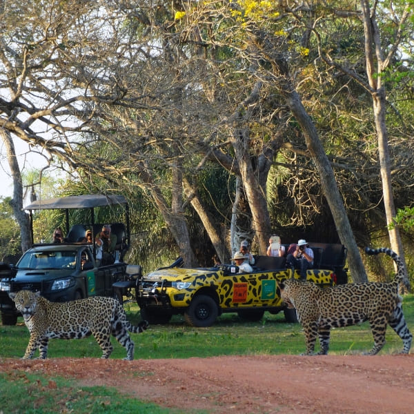 Twee jaguars steken een zandpad over voor toeristen in safarivoertuigen tijdens een ecotour in de Pantanal.