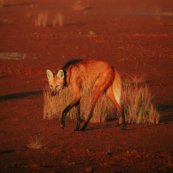 Een manenwolf wandelt door het hoge gras van de Braziliaanse Cerrado-savanne bij zonsondergang.