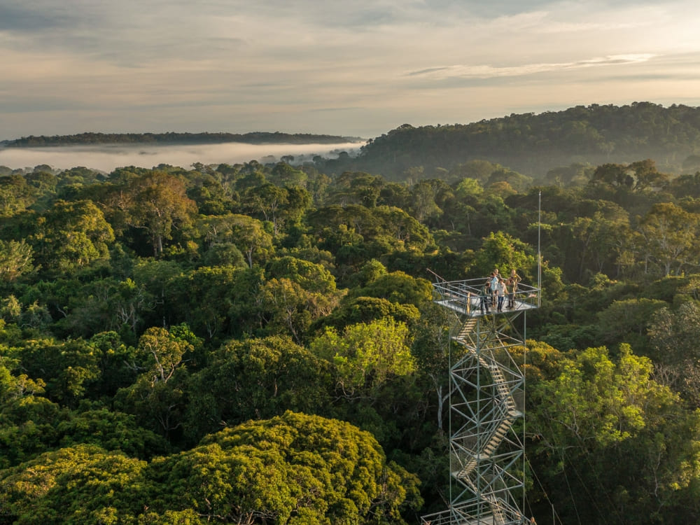 Een uitzicht op het mistige bladerdak van het regenwoud bij zonsopgang vanaf een 50 meter hoge observatietoren, een hoogtepunt van Amazone-tours in Mato Grosso.