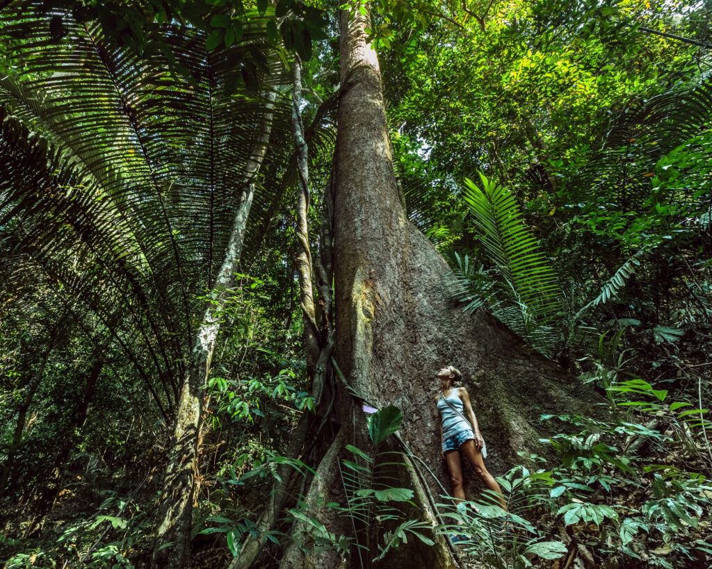 Foreign female traveler standing at the base of a massive tree while exploring the lush Brazilian rainforest.
