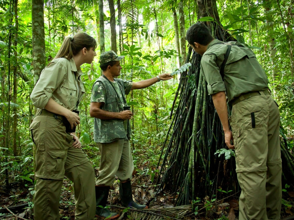 A local guide in a lush jungle setting points out the unique, tall roots of a walking palm tree to a male and female tourist.