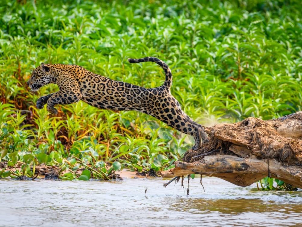 A spotted jaguar leaps powerfully over river water towards a large, fallen tree trunk against a background of green vegetation.