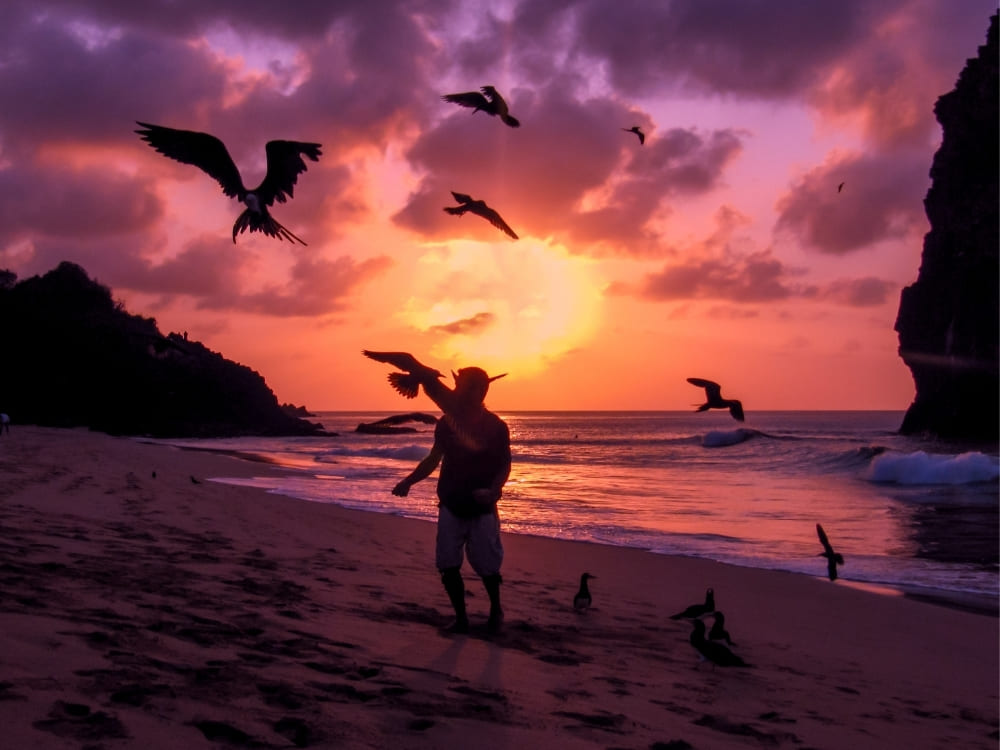 A silhouetted person stands on a sandy beach at sunset, surrounded by several large seabirds flying against a pink and orange sky.