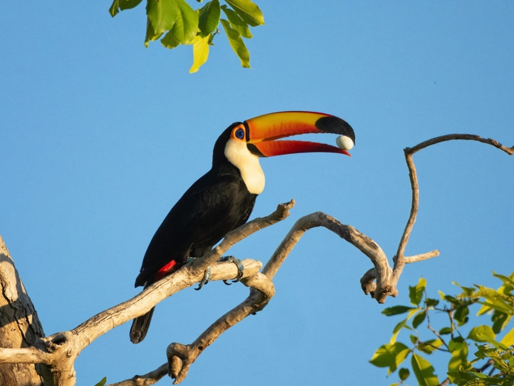 A Toco toucan perches on a bare tree branch against a clear blue sky, holding a small white object in its large, orange beak.